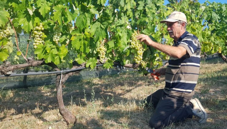 Herkes Ona Pembeçavuş Diyor! Hasat Erken Başladı: Damar Sağlığını Düzgünleştiriyor, Erken Yaşlanmayı Önlüyor