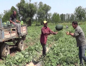 Iğdır’da Bir Dönemde 4. Kez Karpuz Hasat Edildi, Üreticinin Yüzü Güldü