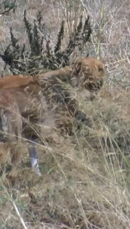 istanbulda korkunc olay sokak kopeklerinin saldirisina ugrayan adam feci sekilde can verdi 0 riIdkv8E