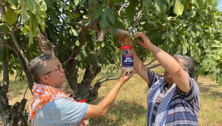 İzmir Büyükşehir Belediyesi Ekşilik Böceği ile Mücadele Başlattı