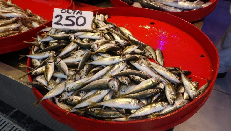 Karadeniz’de Balıkçılar Bu Dönem Palamut ve İstavritten Umutlu