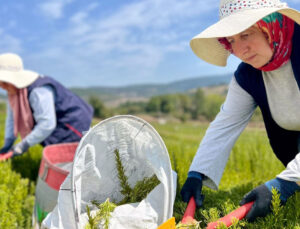 Kocaeli’de Tıbbi ve Aromatik Bitki Projesi Kapsamında Hasat Başladı