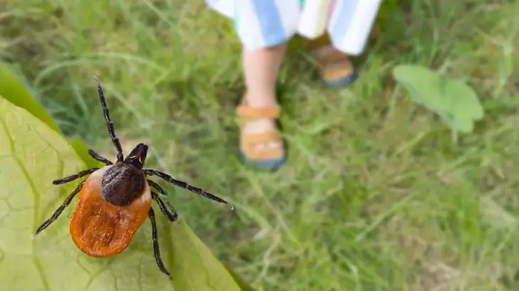 Lyme Alarmı: Keneden Bulanıyor, 300 Hastalığı Tetikliyor!