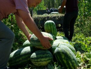 Mersin’de Karpuz Hasadı Başladı