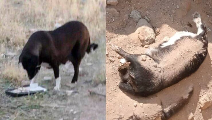 Niğde Belediye Başkanı Özdemir Köpeklerin “Uyutulduğu” Görüntüler Hakkında Konuştu: Yöntemine Uygun Gömerken Gizlice Çekim Yapıyorlar, Suç Duyurusunda Bulunduk