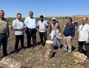 Patatesi Tarlada Kalan Çiftçi İsyan Etti: Yazlık Patates Hiç Bu Duruma Düşmemişti