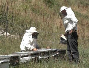 Rize’de Anzer Balı’nda Sağım Tamamlanarak Tescile Gönderildi