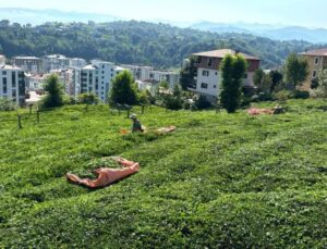 Rize’de Çiftçiler Tarlaya İndi: 3’üncü Sürgün Başladı