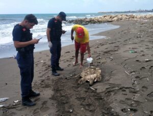 Samandağ Kıyısında Yaralı Yavru Caretta Caretta Bulundu