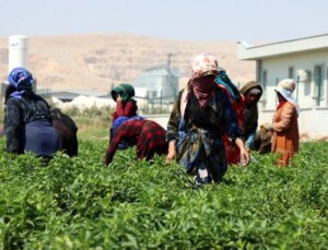 Şanlıurfa’da Kadınlar Biber Hasadına Başladı