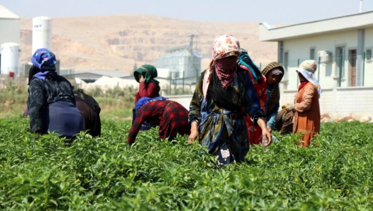 Şanlıurfa’da Kadınlar Biber Hasadına Başladı