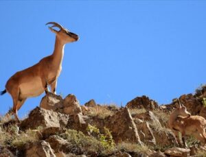 Şırnak’ta Yaban Keçisi Avına 660 Bin Lira Ceza