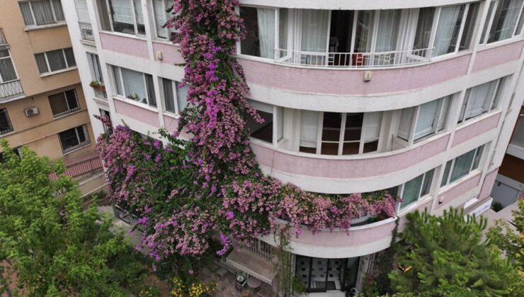 Şişli’deki Tarihi Apartmanı Kaplayan Begonvil Göz Dolduruyor