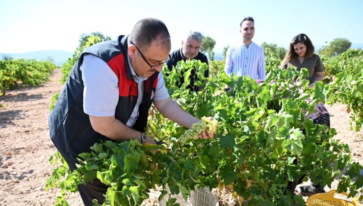 Susuz Yetişen Meşhur Meyvede Hasat Başladı! Türkiye’de Üretimde 4. Sırada Yer Alıyor