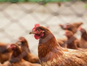 Tavuk Eti ve Yumurta Üretimi Haziranda Azaldı