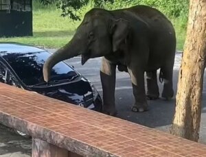 Tayland’da Barbekü Kokusu Alan Aç Fil, Piknik Yapan Ailenin Aracını Parçaladı