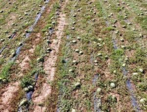 Tekirdağ’da Hasat Vakti Geldi, 700 Dönüm Ürün Tarlada Kaldı