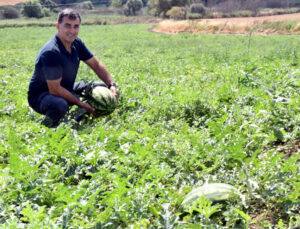 Tekirdağ’da Karpuzda ‘Kırmızı Örümcek’ Alarmı