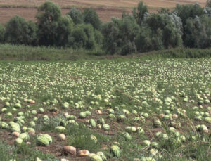 Tekirdağ’daki Karpuzları Dolu Vurdu: ‘Toplaması Daha Maliyetli’