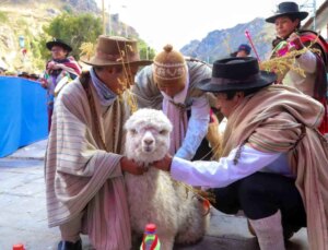 Tika Peru’da 400 Alpaka Kapasiteli Çiftlik Kurdu