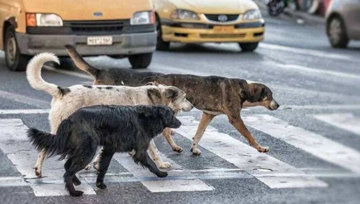 Türk Veteriner Hekimleri Birliği, Sokak Hayvanlarına “Ötanazi”Yi Öngören Yasanın Geri Çekilmesi İçin Yürüdü: Kaçakçılığın ve Satışın Engellenmesi İçin Çalışılmalıdır