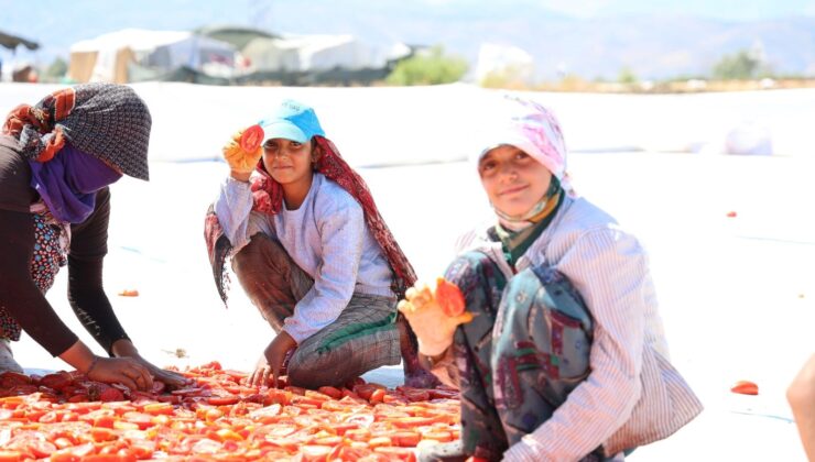 Türkiye’den Avrupa’ya Gönderiliyor! Güneşte Kurutulan Doğal Likopen