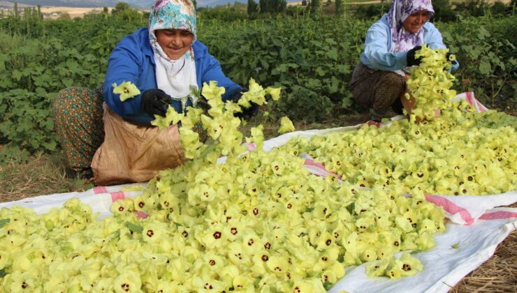 Türkiye’nin Tescilli Sarı Altını Kilosu Bin TL, Kapış Kapış Satılan Doğal Magnezyum Deposu