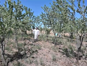 Yozgat’ta Badem Bahçeleri Hububattan Daha İyi Gelir Getiriyor