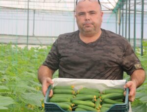 40 Derece Sıcaklıkta Dönemin İlk Salatalık Hasadı Başladı