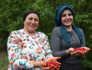 Adana’da Yetişen Şifalı Kızılcık Kirazının Hasadı Başladı