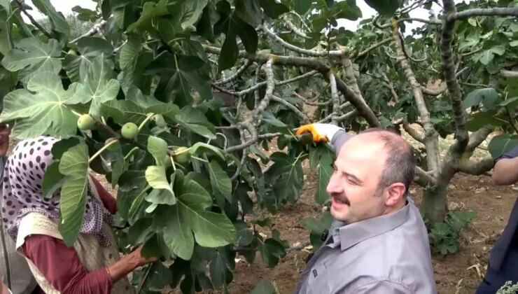 Ak Parti Milletvekili Mustafa Varank, Bursa’da Siyah İncir Hasadı Yaptı