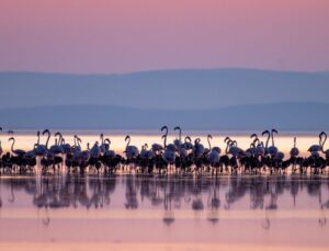 Allı Turnanın Diğer Adı Nedir? Allı Turna ve Flamingo Aynı Mı?