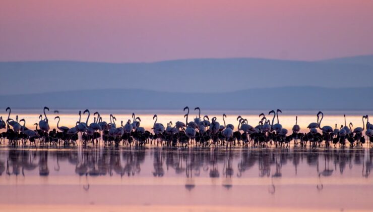 Allı Turnanın Diğer Adı Nedir? Allı Turna ve Flamingo Aynı Mı?