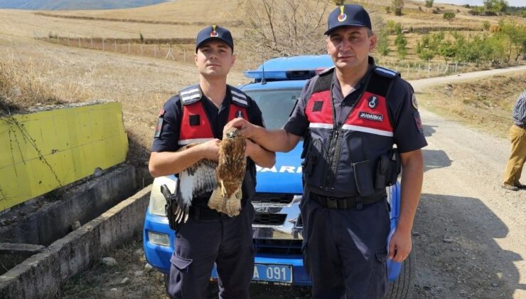 Amasya’da Yaralı Kızıl Şahin Muhafazaya Alındı