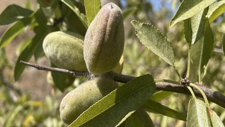 Badem Ormanı ile Erozyonu Önlediler, Ek Gelir Elde Ettiler