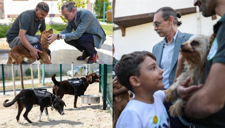 Beşikçioğlu Sözünü Tuttu: 5 Sokak Köpeği Belediyede Görevlendirildi