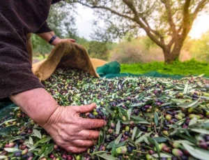 Bursa Orhangazi’de Zeytin Rekolte Beyanı 2 Bin 600 Tonu Buldu