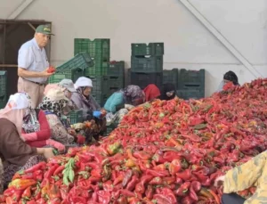 Bursa’da Kadınların Ürettiği Salçalar 25 Yıldır Hollanda’ya İhraç Ediliyor