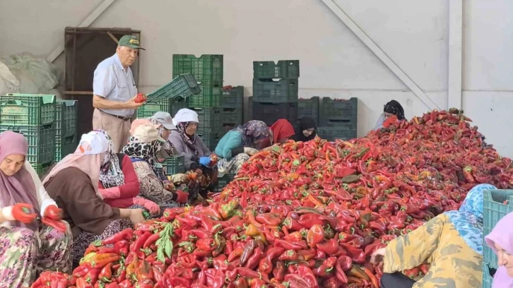 Bursa’da Kadınların Ürettiği Salçalar 25 Yıldır Hollanda’ya İhraç Ediliyor