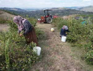 Bursalı Aronya Üreticileri Entegre Tesis İstiyor