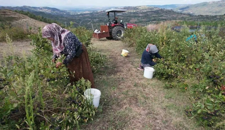 Bursalı Aronya Üreticileri Entegre Tesis İstiyor