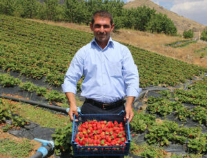 ‘Çilek Tutan Kınalı Eller’ Projesi ile 900 Dekara Çilek Ekildi