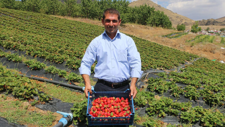 ‘Çilek Tutan Kınalı Eller’ Projesi ile 900 Dekara Çilek Ekildi