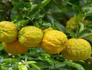 Cilt ve Zihin İçin Mucize: Bergamot