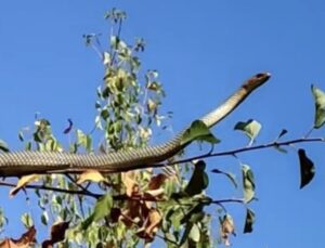 Erzincan’da Elma Ağacında Yılan Görüntülendi