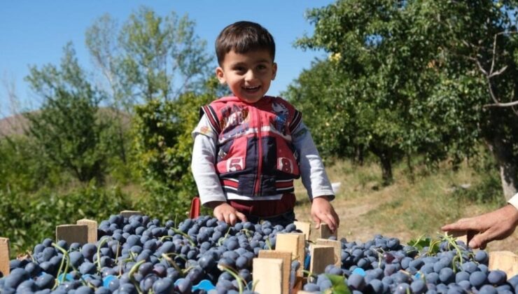 Erzincan’da Hasadına Başlanan Cimin Üzümü’nün Faydaları Saymakla Bitmiyor