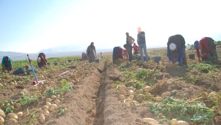 Fiyatı 4 Liraya Düştü! İklim Değişti, Aynı Devirde Hasat Edildi