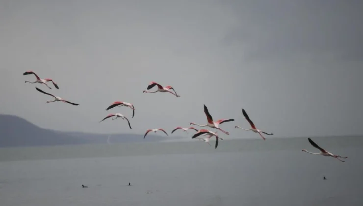 Flamingolardan Bursa’da Görsel Şölen