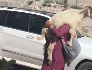 Hatay’da Yavru Keçiyi Çocuk Gibi Kucağında Gezdirdi