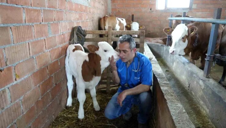 Hemşirelikten Veteriner Hekimliğe Geçiş Yapan Yücel Çifci, Hayvanlara Umut Oluyor